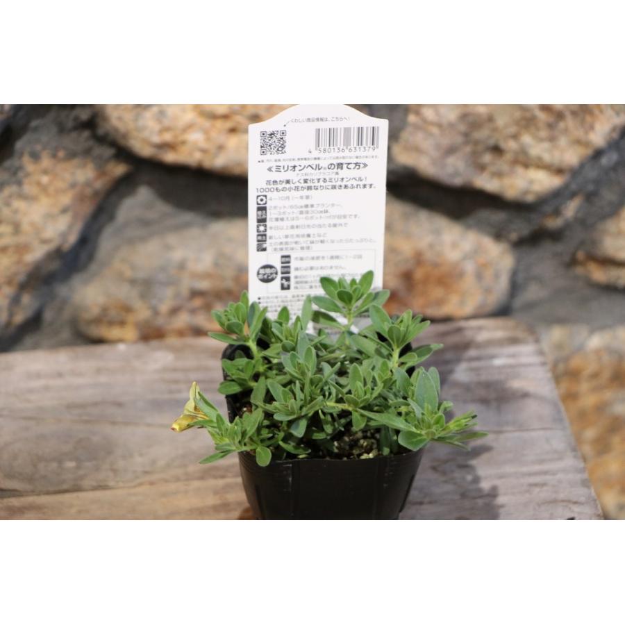 サントリー ミリオンベル レモンマーブル 3号ポット苗 カリブラコア 寄せ植え 花壇 Millionbell3 グリーンプラザ山長ヤフーショッピング店 通販 Yahoo ショッピング
