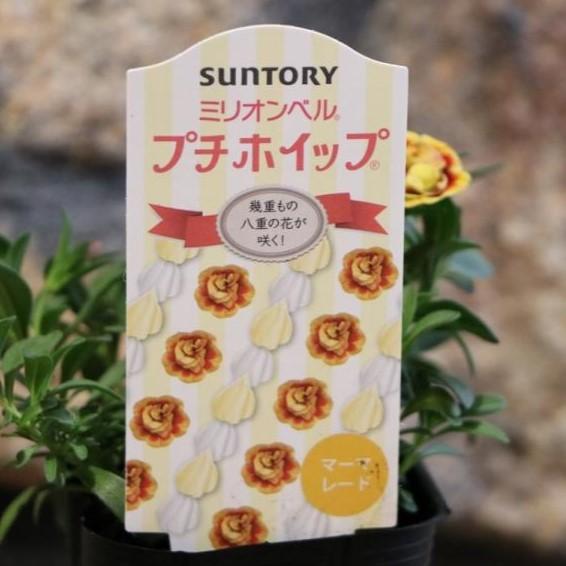 専用　　花苗 3ポット サントリー 八重咲き ミリオンベル プチホイップ マーマレード 3号