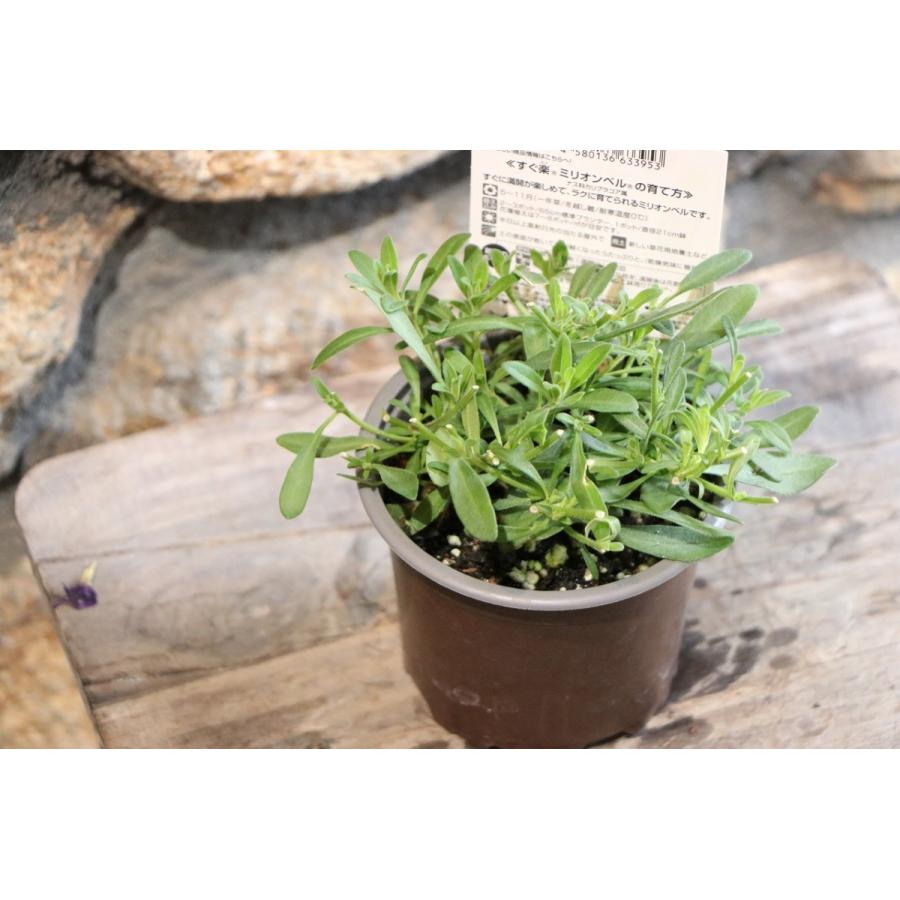 サントリー すぐ楽 ミリオンベル チェリー バナナ 3 5号ポット苗 カリブラコア 寄せ植え 花壇 Millionbell8 グリーンプラザ山長ヤフーショッピング店 通販 Yahoo ショッピング