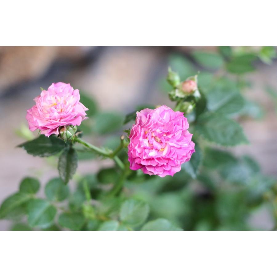 ᵔᴥᵔ)可愛く香りが良いバラ♡ かわいいお庭 スイートチャリオット