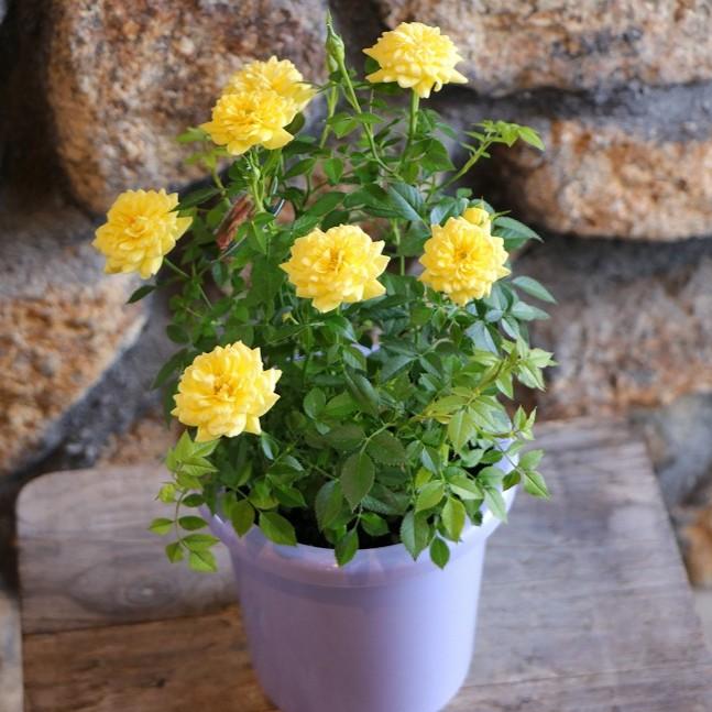 四季咲き ミニバラ フローランド サンリトル 4号鉢 鉢花 寄せ植え 花壇