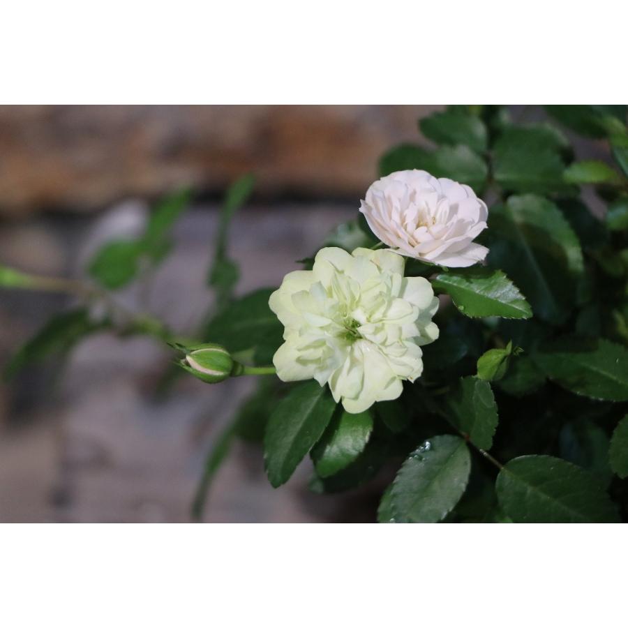 四季咲き ミニバラ グリーンアイス 3〜3.5号ポット苗 寄せ植え 花壇｜gp-yamacho｜03