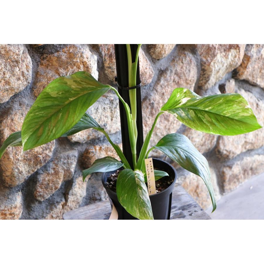 現品2】 斑入り モンステラ レクレリアナ バリエガータ 5号鉢 観葉