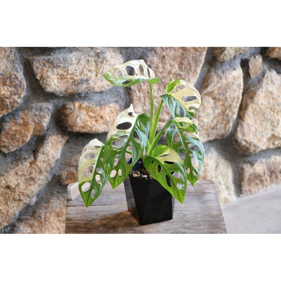 【斑入り】マドカズラ モンステラ 斑入り マドカズラ モンステラ フリードリヒスターリー 3号〜3.5号鉢