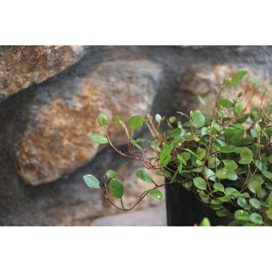 ワイヤープランツ 3号ポット苗 観葉植物 カラーリーフ 寄せ植え 花壇 Muehlenbeckia グリーンプラザ山長ヤフーショッピング店 通販 Yahoo ショッピング