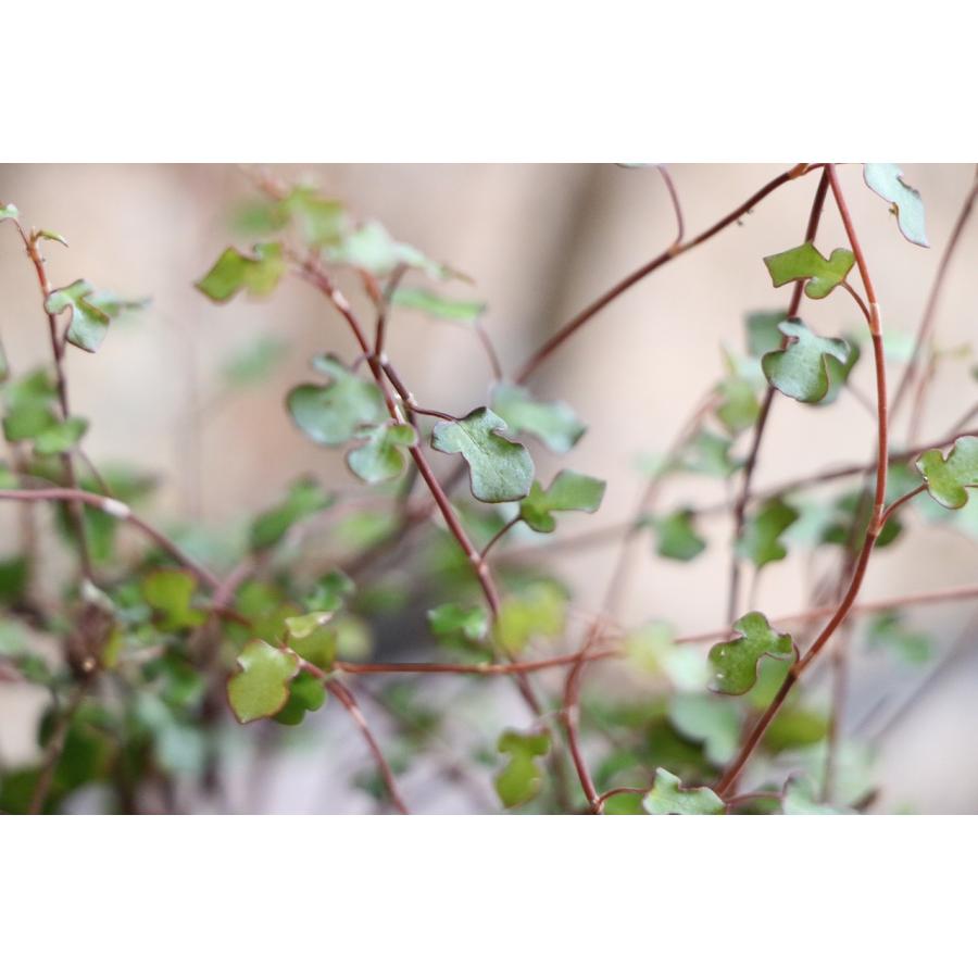ワイヤープランツ　苗　観葉植物　山野草 ワイヤープランツ 苗 観葉植物 山野草 【公式通販】
