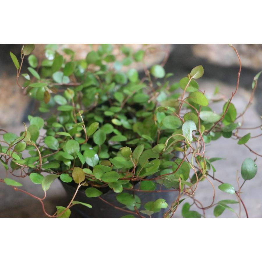 ワイヤープランツ　苗　観葉植物　山野草 ワイヤープランツ 苗 観葉植物 山野草 【公式通販】