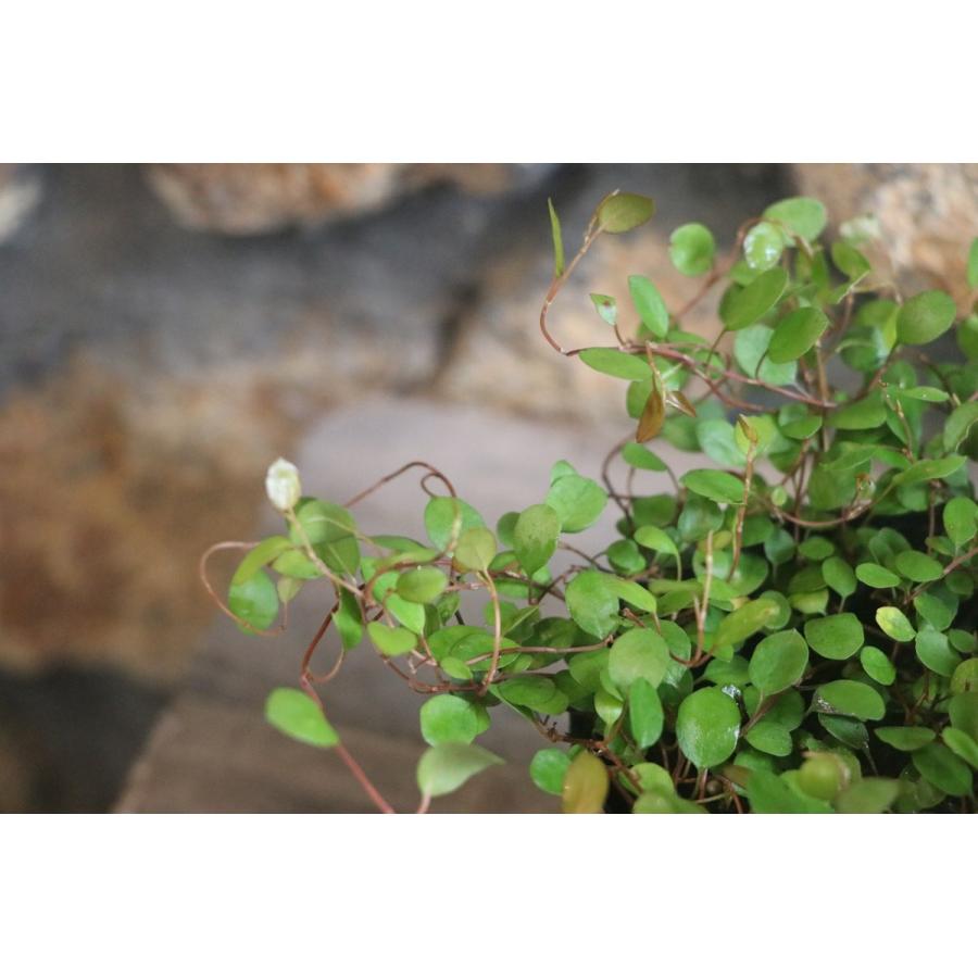 ワイヤープランツ 3号ポット苗 観葉植物 カラーリーフ 寄せ植え 花壇 Muehlenbeckia グリーンプラザ山長ヤフーショッピング店 通販 Yahoo ショッピング