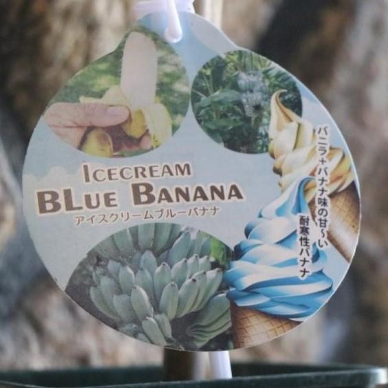 アイスクリーム ブルーバナナ 3.5〜4号鉢 熱帯果樹 果樹 苗木 苗 観葉