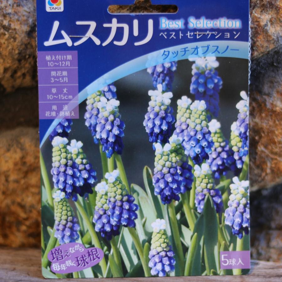 球根】 ムスカリ タッチオブスノー 5球入 寄せ植え 花壇 鉢植え お洒落