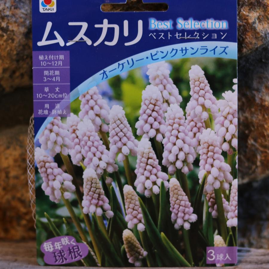 球根】 ムスカリ オーケリー・ピンクサンライズ 3球入 寄せ植え 花壇