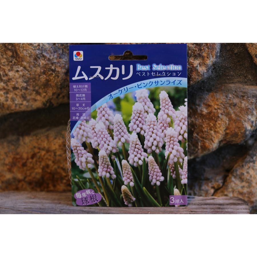 球根】 ムスカリ オーケリー・ピンクサンライズ 3球入 寄せ植え 花壇