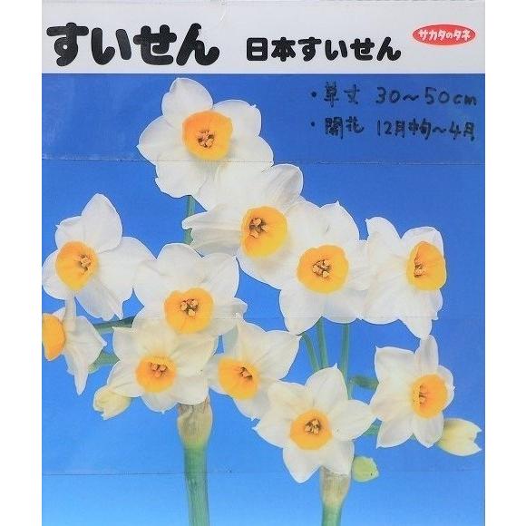 球根・バラ球】 日本水仙 1球入 スイセン : グリーンプラザ山長ヤフー