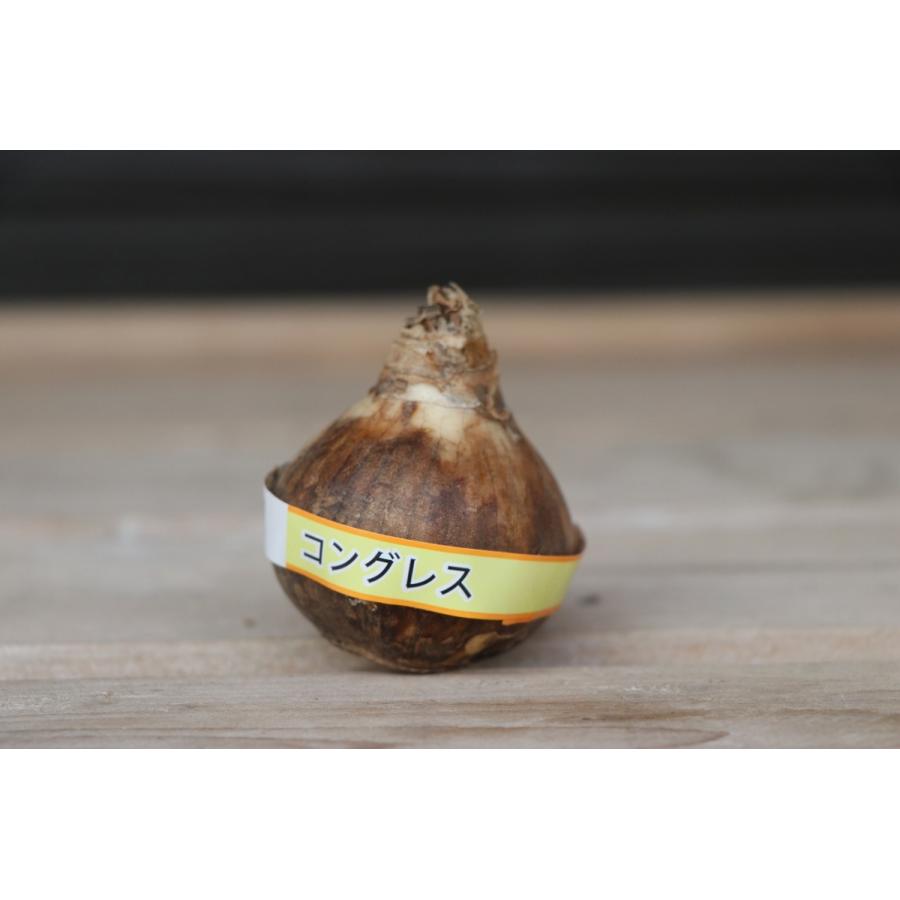 球根・バラ球】 水仙 コングレス 1球入 スイセン : グリーンプラザ山長