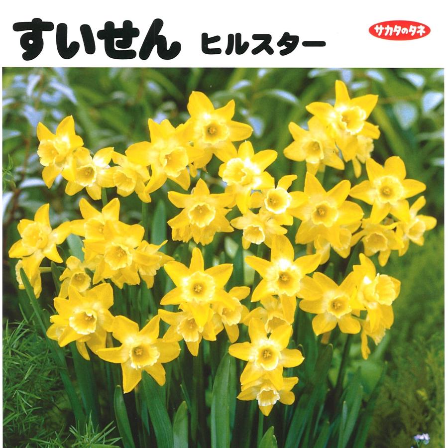 球根・バラ球】 水仙 ヒルスター 1球入 スイセン : グリーンプラザ山長