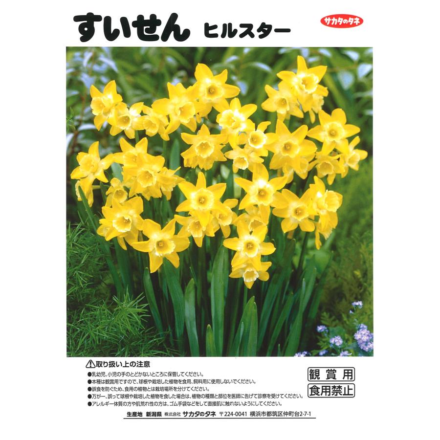 球根・バラ球】 水仙 ヒルスター 1球入 スイセン : グリーンプラザ山長