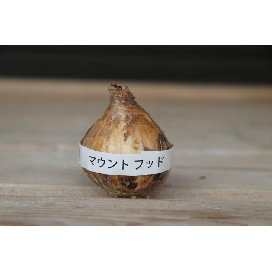 球根・バラ球】 ラッパ水仙 白花 マウントフット 1球入 スイセン