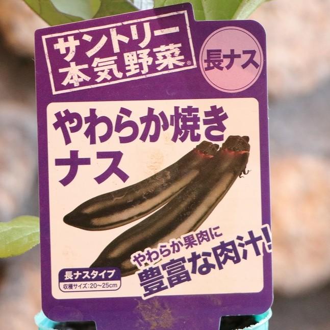 なつやさいぽしぇっと３点せっと 818gMXoImLL._UF350,350_QL80_.jpg