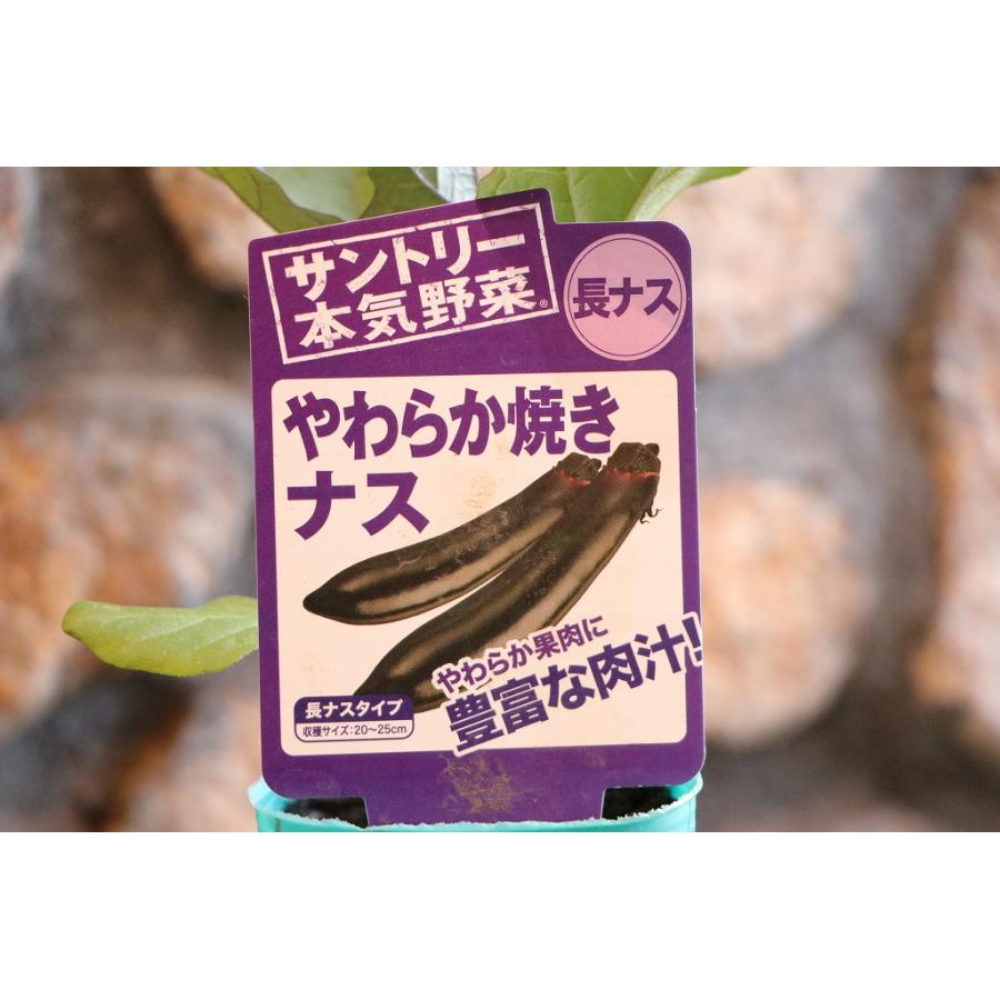 サントリー ナス苗 やわらか焼きナス 実生苗 3号ポット苗 ナス