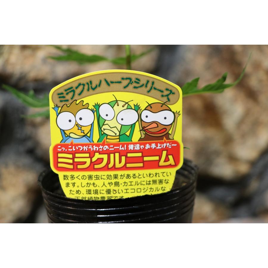 ミラクルニーム ニームの木 3.5号ポット苗 ニーム インドセンダン 鉢植え 地植え 花壇 植木 苗木 虫よけ ハーブ 苗 常緑樹 ...