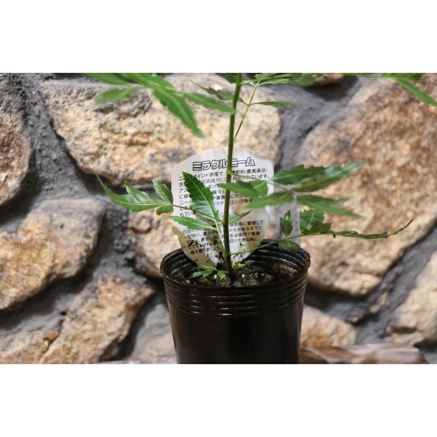 ミラクルニーム ニームの木 3.5号ポット苗 ニーム インドセンダン 鉢植え 地植え 花壇 植木 苗木 虫よけ ハーブ 苗 常緑樹 ...
