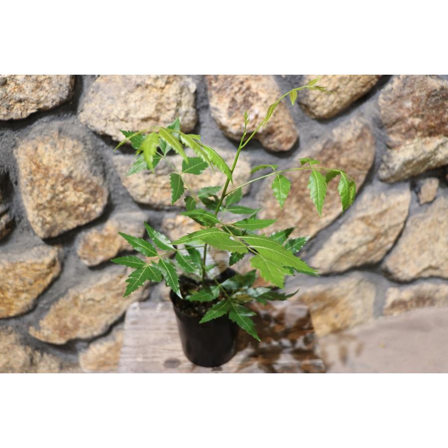 ミラクルニーム ニームの木 3.5号ポット苗 ニーム インドセンダン 鉢植え 地植え 花壇 植木 苗木 虫よけ ハーブ 苗 常緑樹 ...