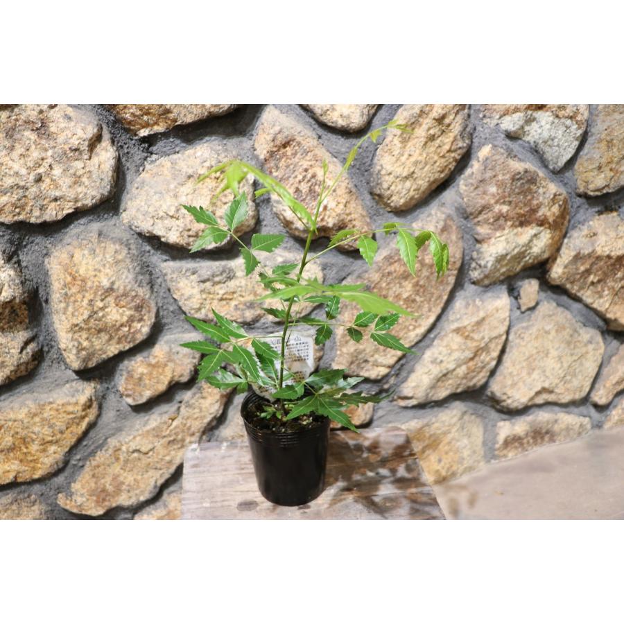 ミラクルニーム ニームの木 3.5号ポット苗 ニーム インドセンダン 鉢植え 地植え 花壇 植木 苗木 虫よけ ハーブ 苗 常緑樹 ...
