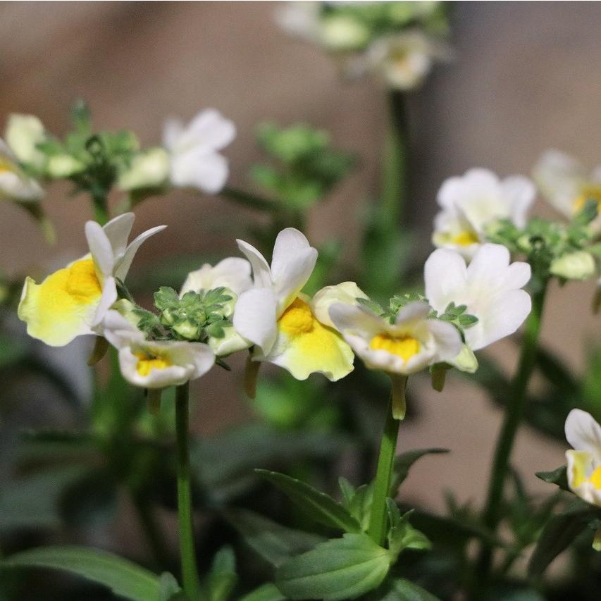 宿根ネメシア レモンスカッシュ 3.5号ポット苗 寄せ植え 花壇 鉢植え