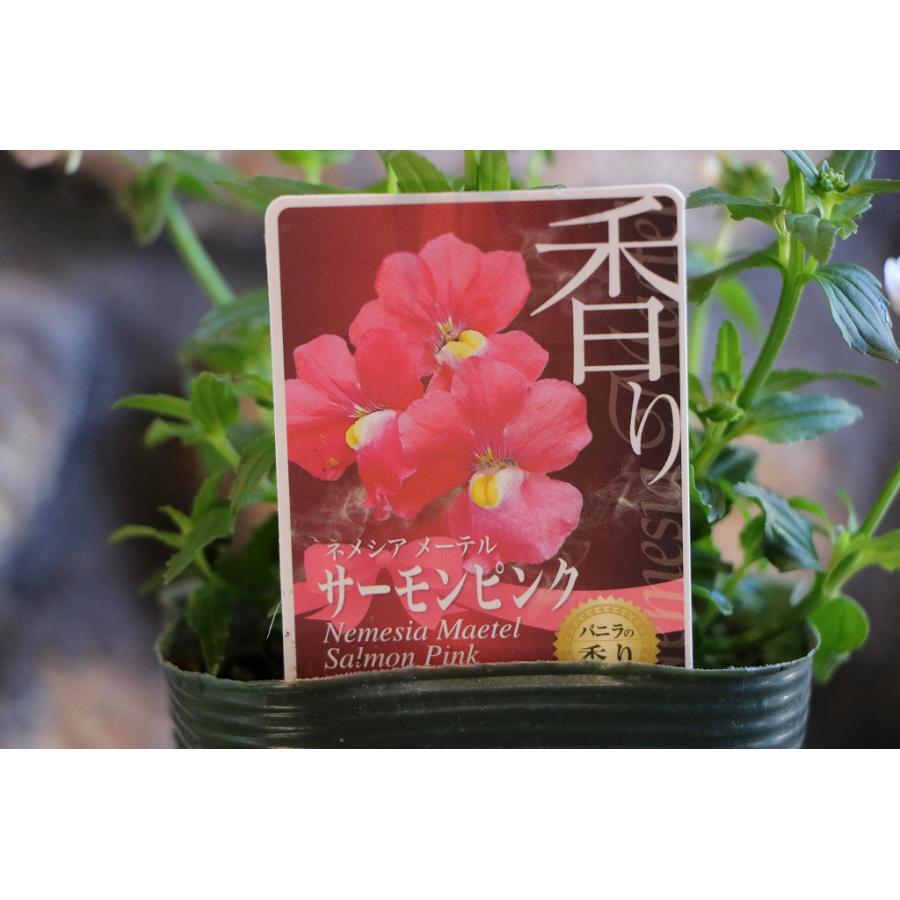宿根ネメシア メーテル サーモンピンク 【花苗 3.5号ポット】 宿根ネメシア メーテル サーモンピンク 【花苗 3.5号ポット】｜ 【植物