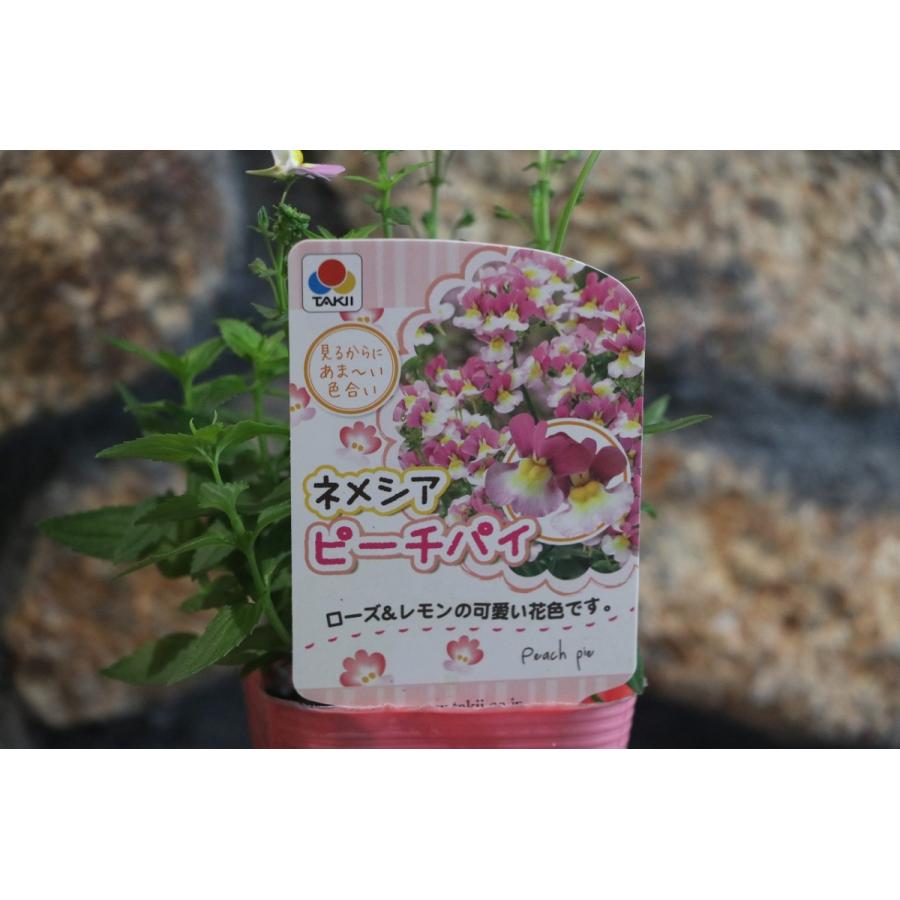 宿根ネメシア ピーチパイ 3号ポット苗 寄せ植え 花壇 Nemesia3 グリーンプラザ山長 通販 Yahoo ショッピング