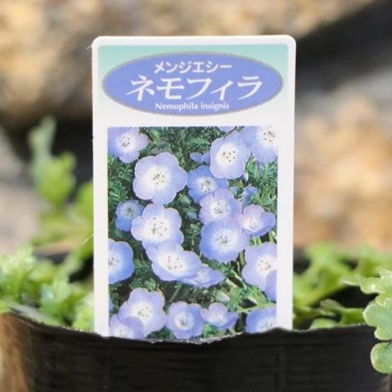 ネモフィラ ブルー メンジエシー 3号ポット苗 花壇 寄せ植え