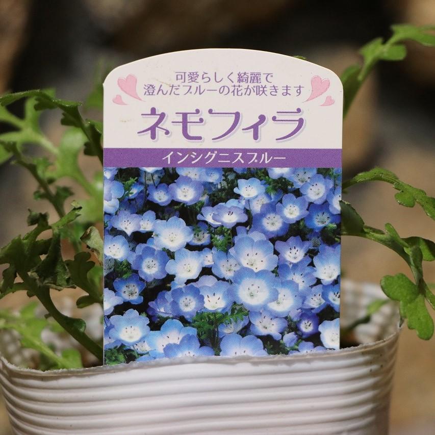 ネモフィラ インシグニスブルー 3 5号ポット苗 寄せ植え 花壇 鉢植え お洒落 オシャレ 可愛い ブルー 青 青い花 春の花 花 Nemophila3 グリーンプラザ山長ヤフーショッピング店 通販 Yahoo ショッピング