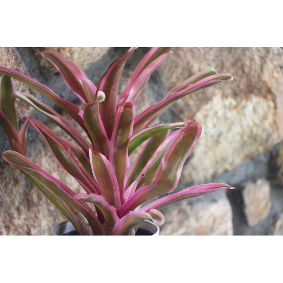 ネオレゲリア ファイヤーボール 3号鉢 観葉植物 Grupozayneducacional Com Br