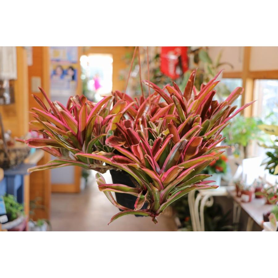 ネオレゲリア ファイヤーボール 5号吊り鉢 観葉植物 : グリーン ネオレゲリア ファイヤーボール 5号吊り鉢 観葉植物 : グリーン
