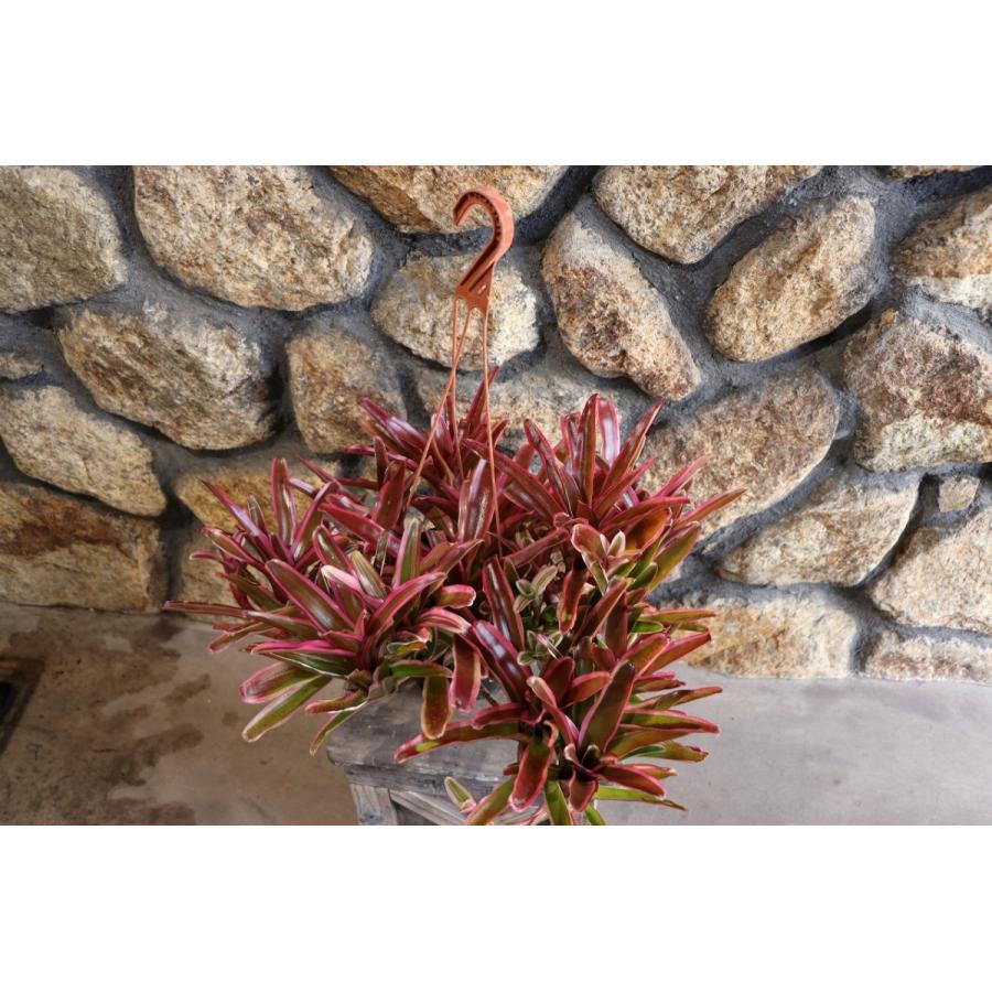 ネオレゲリア ファイヤーボール 5号吊り鉢 観葉植物 : グリーンプラザ