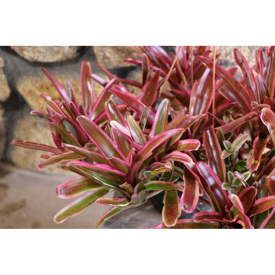 【現品】ネオレゲリア/ネオゲリア・ファイヤーボール　5号　白鉢　吊り下げ（1） おしゃれ 着生植物 観葉植物：ネオレゲリア ファイヤーボール*5号吊り