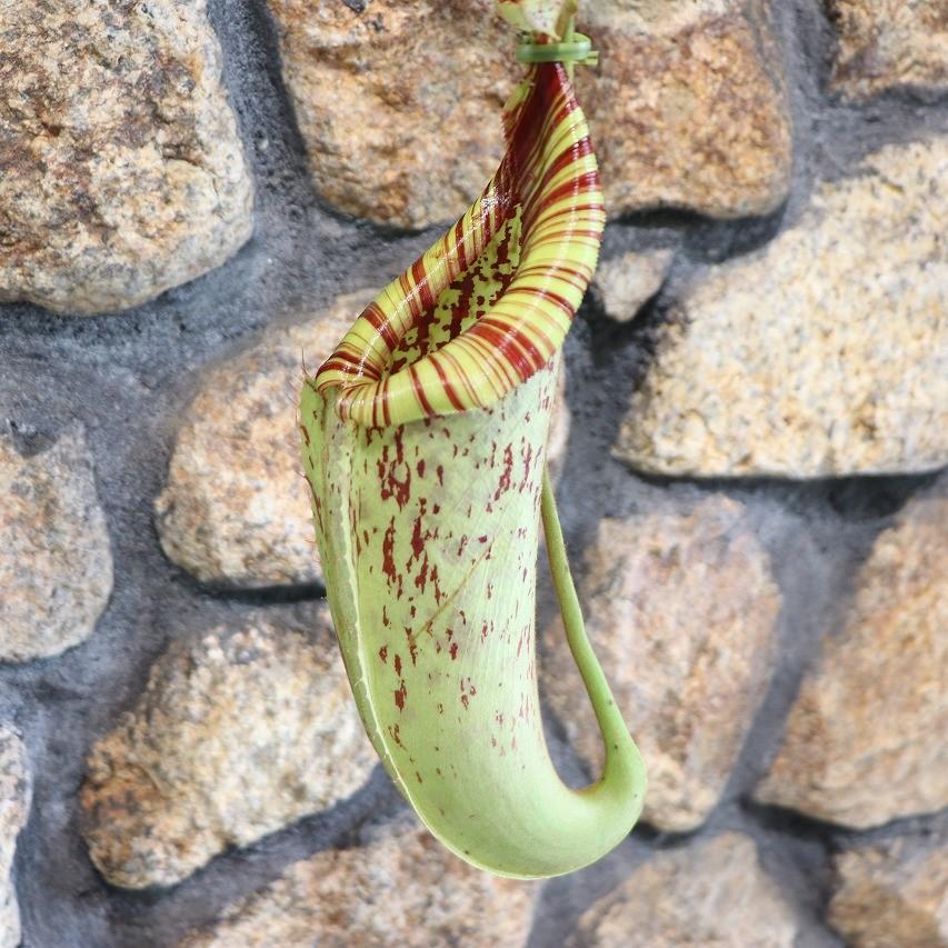 食虫植物 ウツボカズラ ネペンテス ダイエリアナ 5号吊り鉢 Nepenthes