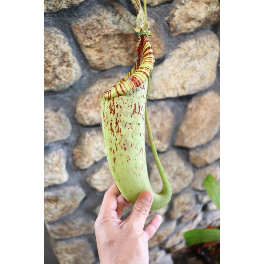食虫植物 ウツボカズラ ネペンテス ダイエリアナ 5号吊り鉢 Nepenthes