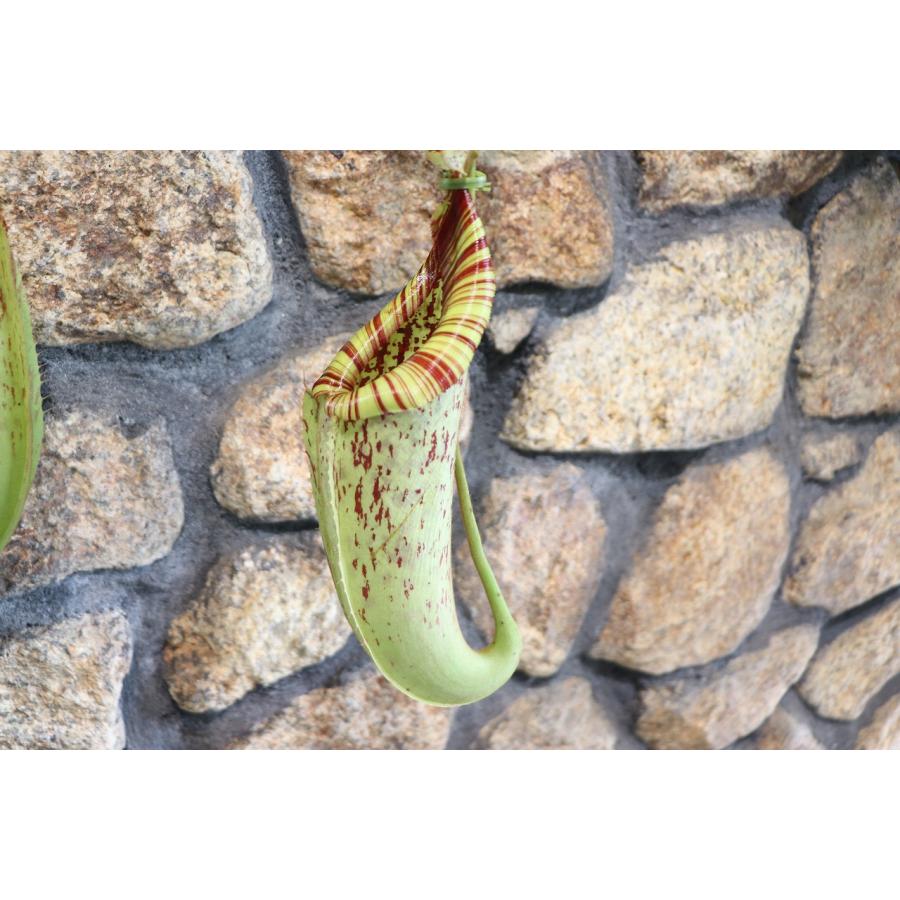 食虫植物 ウツボカズラ ネペンテス ダイエリアナ 5号吊り鉢 Nepenthes