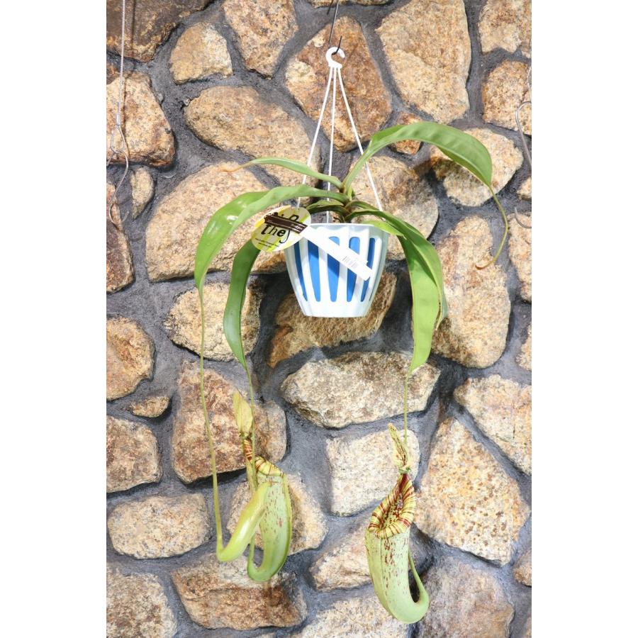 食虫植物 ウツボカズラ ネペンテス ダイエリアナ 5号吊り鉢 Nepenthes