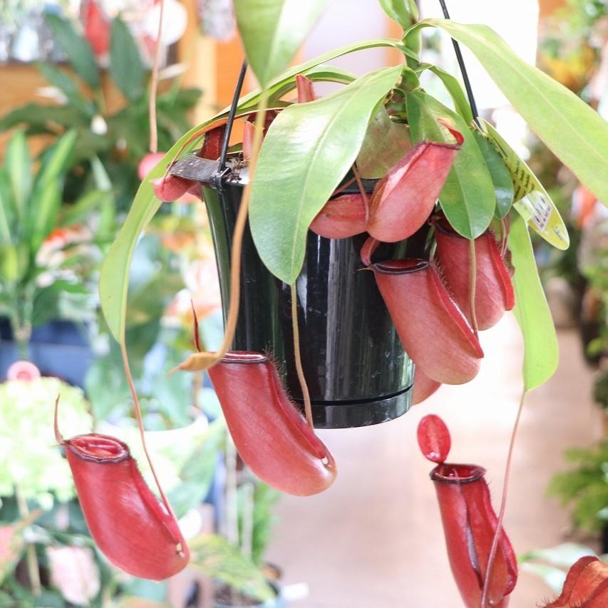 食虫植物 ウツボカズラ ネペンテス レディラック 5号吊り鉢 Nepenthes