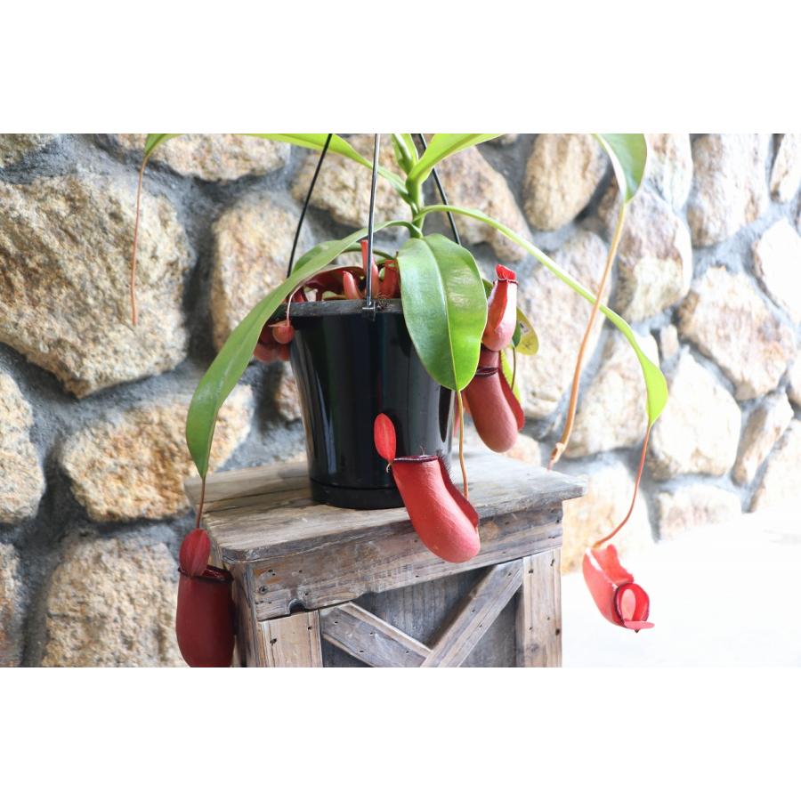 ネペテス レディーラック 釣り鉢ごと発送 ネペンテス レディーラック 釣り鉢ごと発送 食虫植物 ウツボカズラ