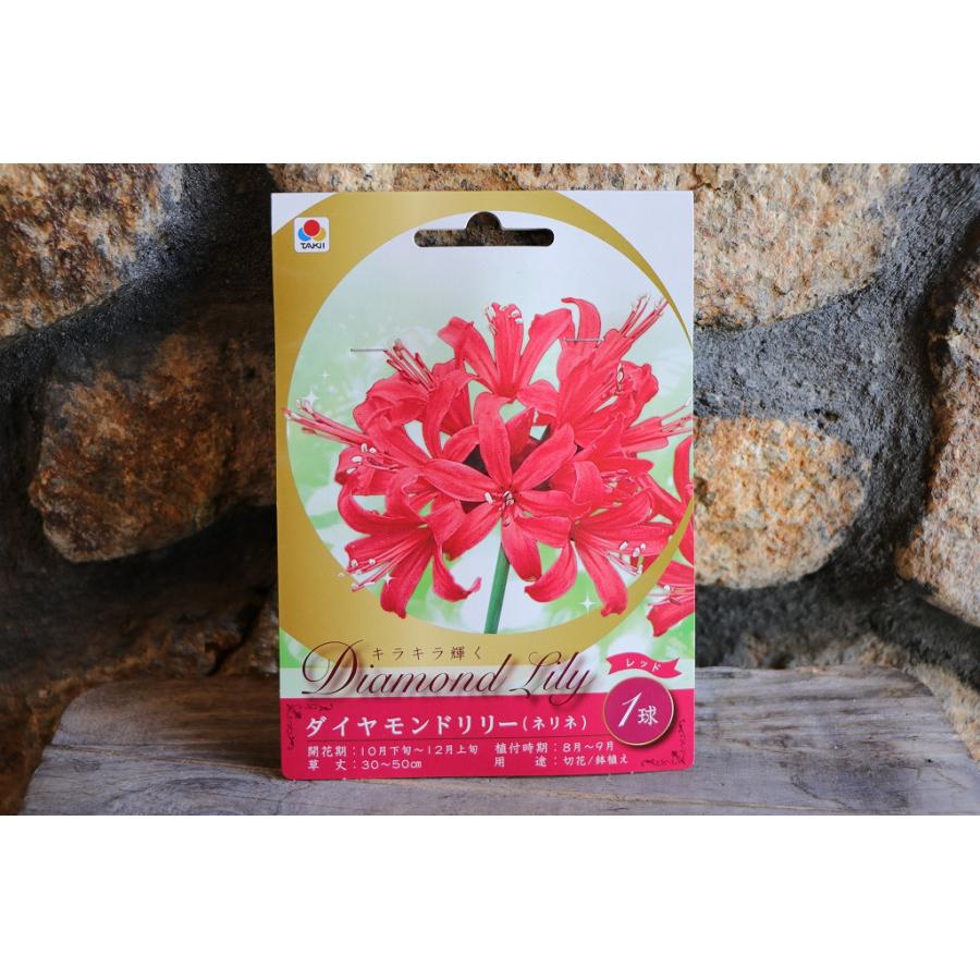 球根】 ダイヤモンドリリー レッド 1球入 ネリネ サルニエンシス 球根