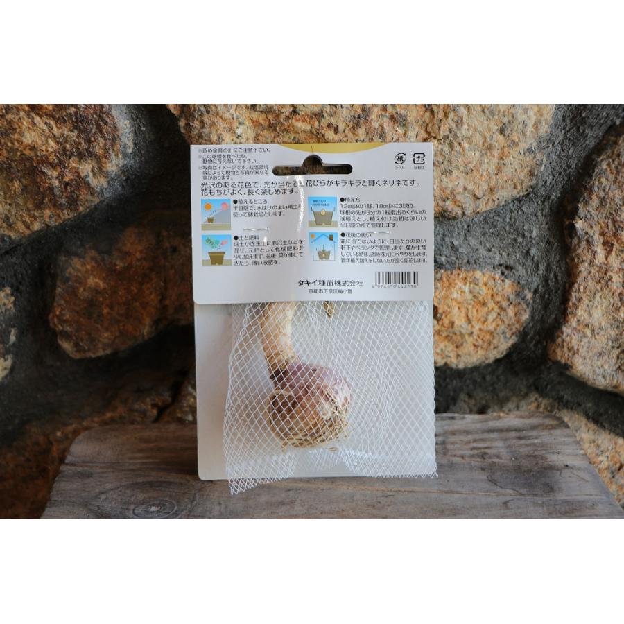 ネリネ 球根 140球 45ポット 球根】 ダイヤモンドリリー レッド 1球入