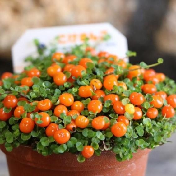 コケサンゴ オレンジ 2 5号鉢 苔珊瑚 Nertera1 グリーンプラザ山長ヤフーショッピング店 通販 Yahoo ショッピング