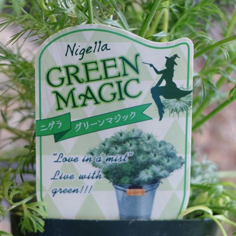 ニゲラ グリーンマジック 3.5号ポット苗 黒種草 クロタネソウ 寄せ植え