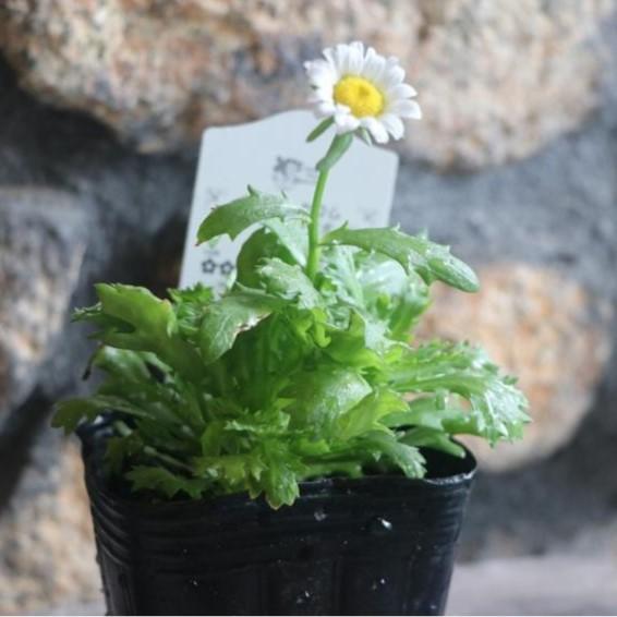 クリサンセマム ノースポール 3号ポット苗 寄せ植え 花壇 : グリーン