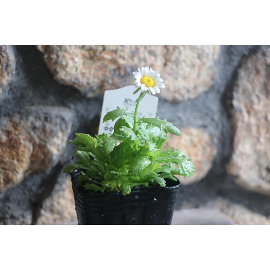 クリサンセマム ノースポール 3号ポット苗 寄せ植え 花壇 : グリーン