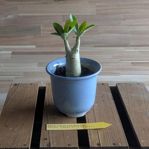 契約農家直送商品】 塊根植物 アデニウム アラビカム ドワーフ