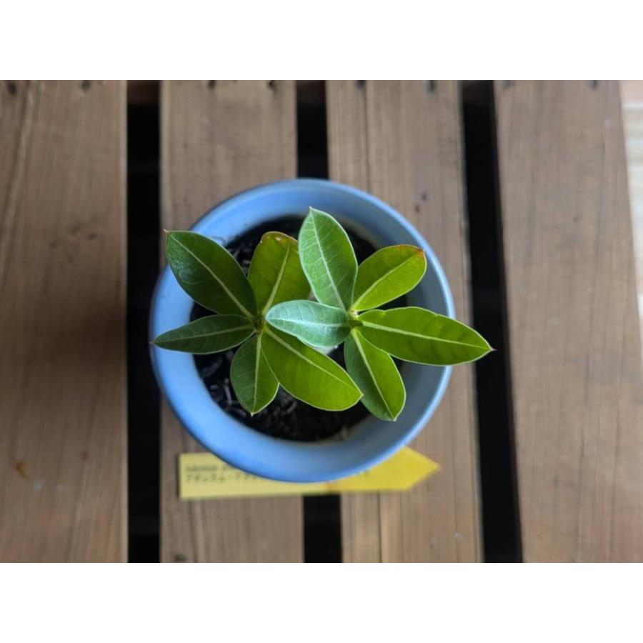 契約農家直送商品】 塊根植物 アデニウム アラビカム ドワーフ